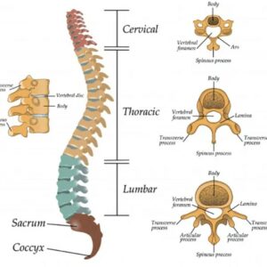 LA COLONNA VERTEBRALE NEL DETTAGLIO LA COLONNA VERTEBRALE NEL DETTAGLIO
