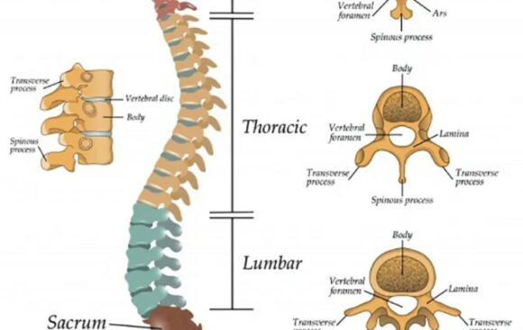 LA COLONNA VERTEBRALE NEL DETTAGLIO