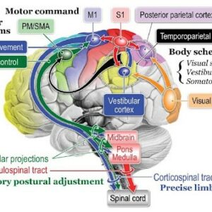 L’APPRENDIMENTO MOTORIO L’APPRENDIMENTO MOTORIO
