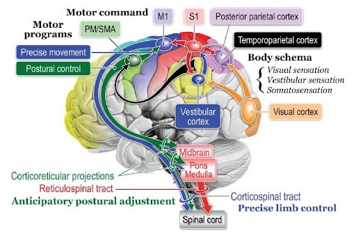 L’APPRENDIMENTO MOTORIO