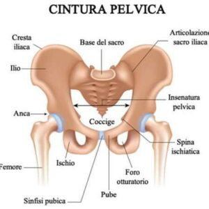 La stabilità lombo-pelvica: cenni di anatomia