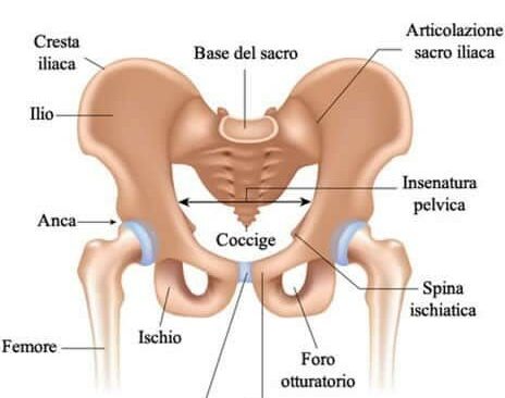 La stabilità lombo-pelvica: cenni di anatomia